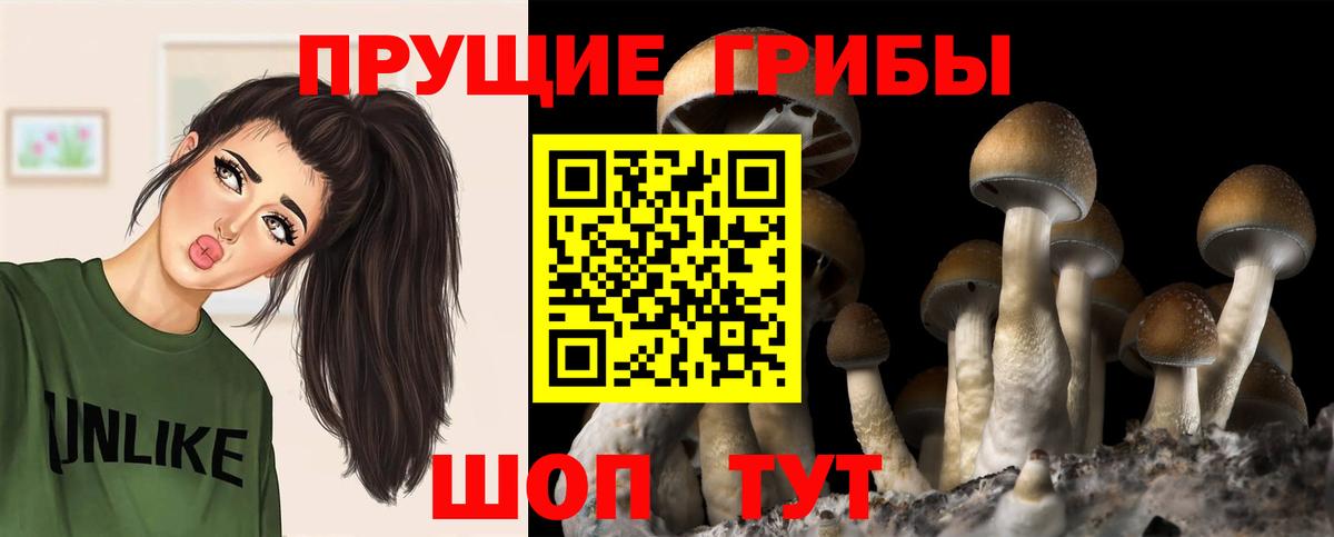 купить наркотик  Галлюциногенные грибы Psilocybe  Галлюциногенные грибы Psilocybe  Вход с VPN  Белая Калитва 